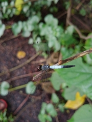 Brachydiplax farinosa