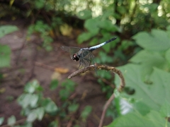 Brachydiplax farinosa