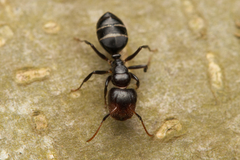 Camponotus mackayensis