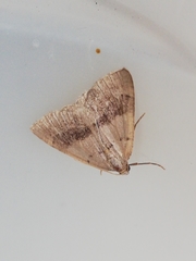 Pachycnemia tibiaria