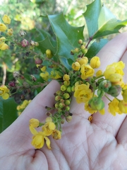 Berberis aquifolium