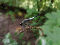 Brachydiplax farinosa