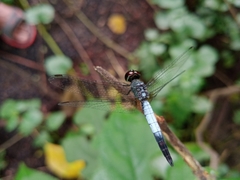 Brachydiplax farinosa