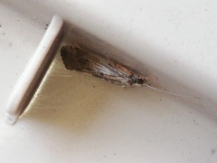 Hydropsyche exocellata