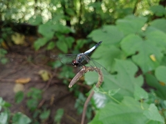 Brachydiplax farinosa