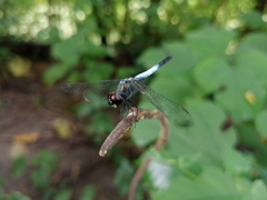 Brachydiplax farinosa