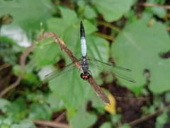 Brachydiplax farinosa