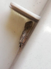 Hydropsyche exocellata