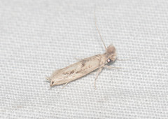 Erechthias pelotricha