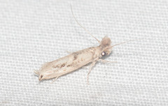 Erechthias pelotricha