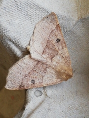 Crocallis dardoinaria