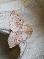 Crocallis dardoinaria