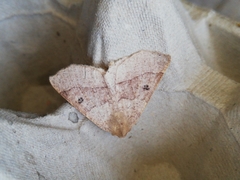 Crocallis dardoinaria