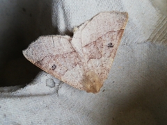 Crocallis dardoinaria