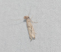 Erechthias pelotricha