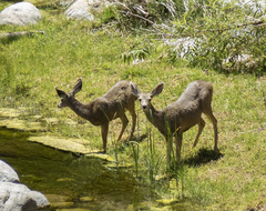 Odocoileus hemionus peninsulae