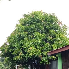 Mangifera indica
