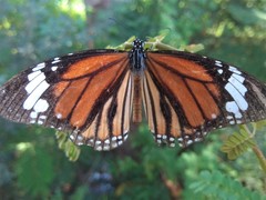 Danaus genutia