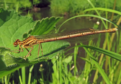 Platycnemis pennipes