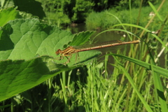 Platycnemis pennipes