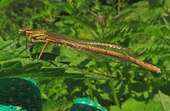 Platycnemis pennipes
