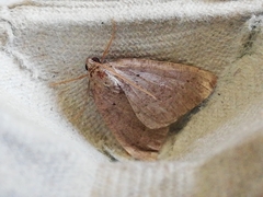 Pachycnemia tibiaria