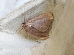 Pachycnemia tibiaria