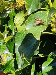 Tachinidae