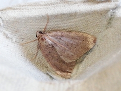 Pachycnemia tibiaria