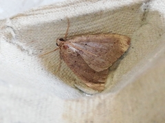 Pachycnemia tibiaria