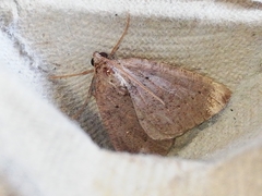 Pachycnemia tibiaria