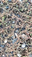 Euphorbia serpens