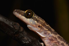 Cyrtodactylus pubisulcus