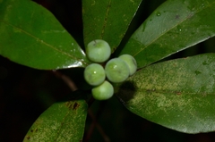Litsea rotundifolia
