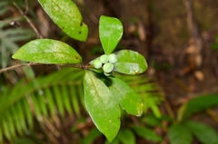 Litsea rotundifolia