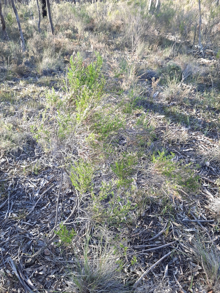 Sifton Bush from C. Goldfields Bal, Victoria, Australia on October 02, 2021 at 0512 PM by