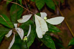 Litsea rotundifolia