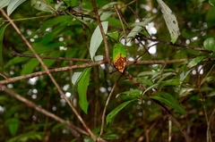 Litsea rotundifolia