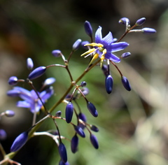 Dianella caerulea producta
