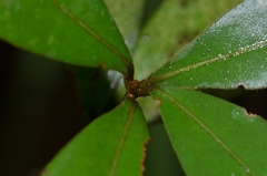 Litsea rotundifolia