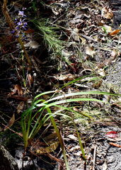 Dianella caerulea producta