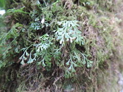 Asplenium