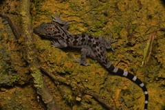 Cyrtodactylus pubisulcus