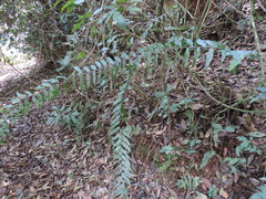 Asplenium