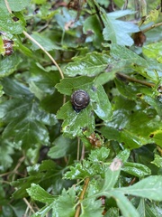 Trochulus striolatus