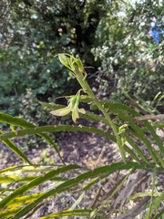 Carmichaelia williamsii