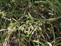 Carmichaelia williamsii