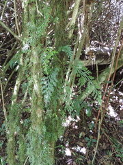 Asplenium