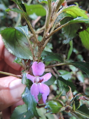 Impatiens