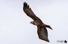 Circaetus